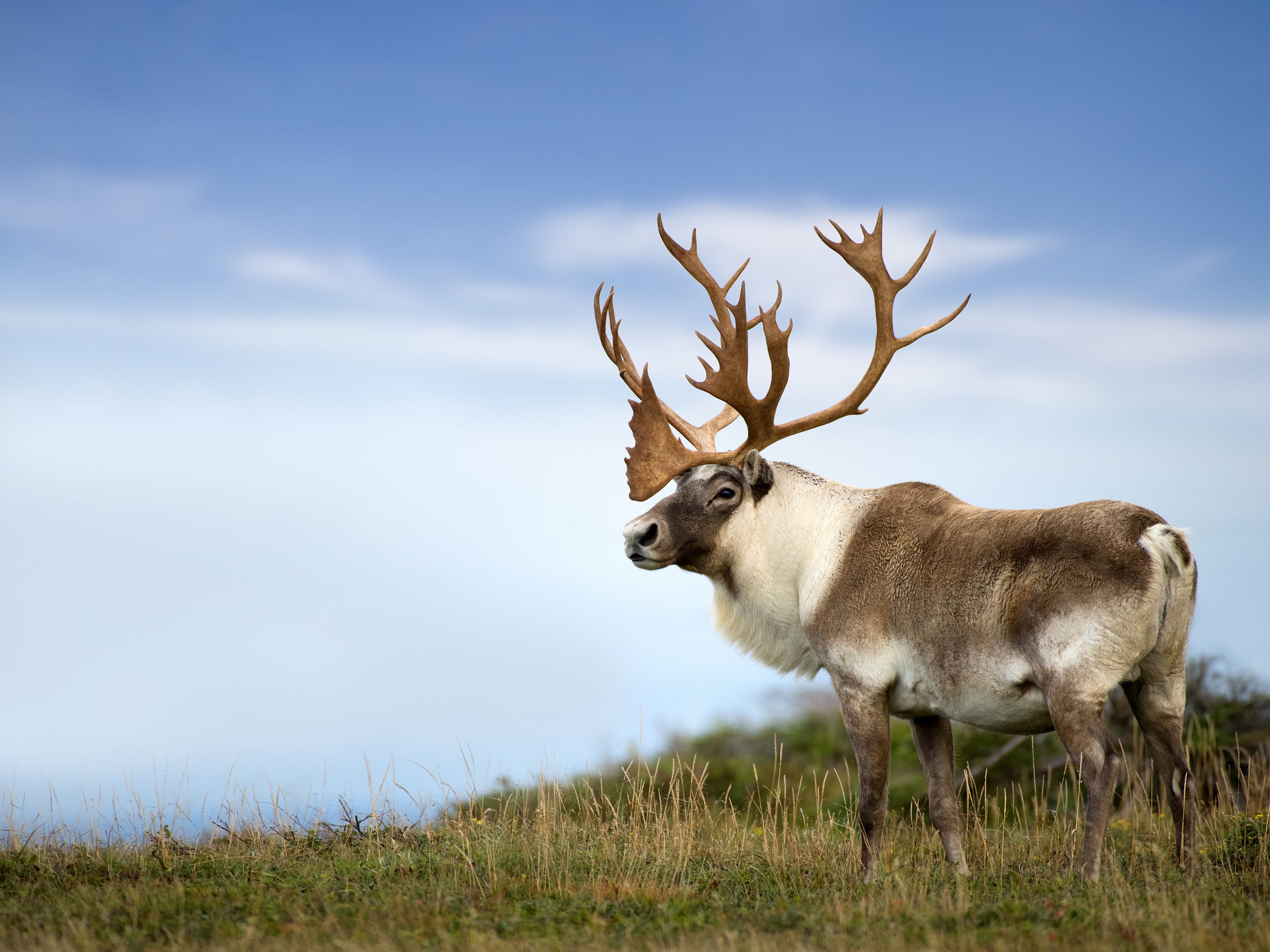 Woodland Caribou Newfoundland And Labrador Canada   Caribou Main Header 