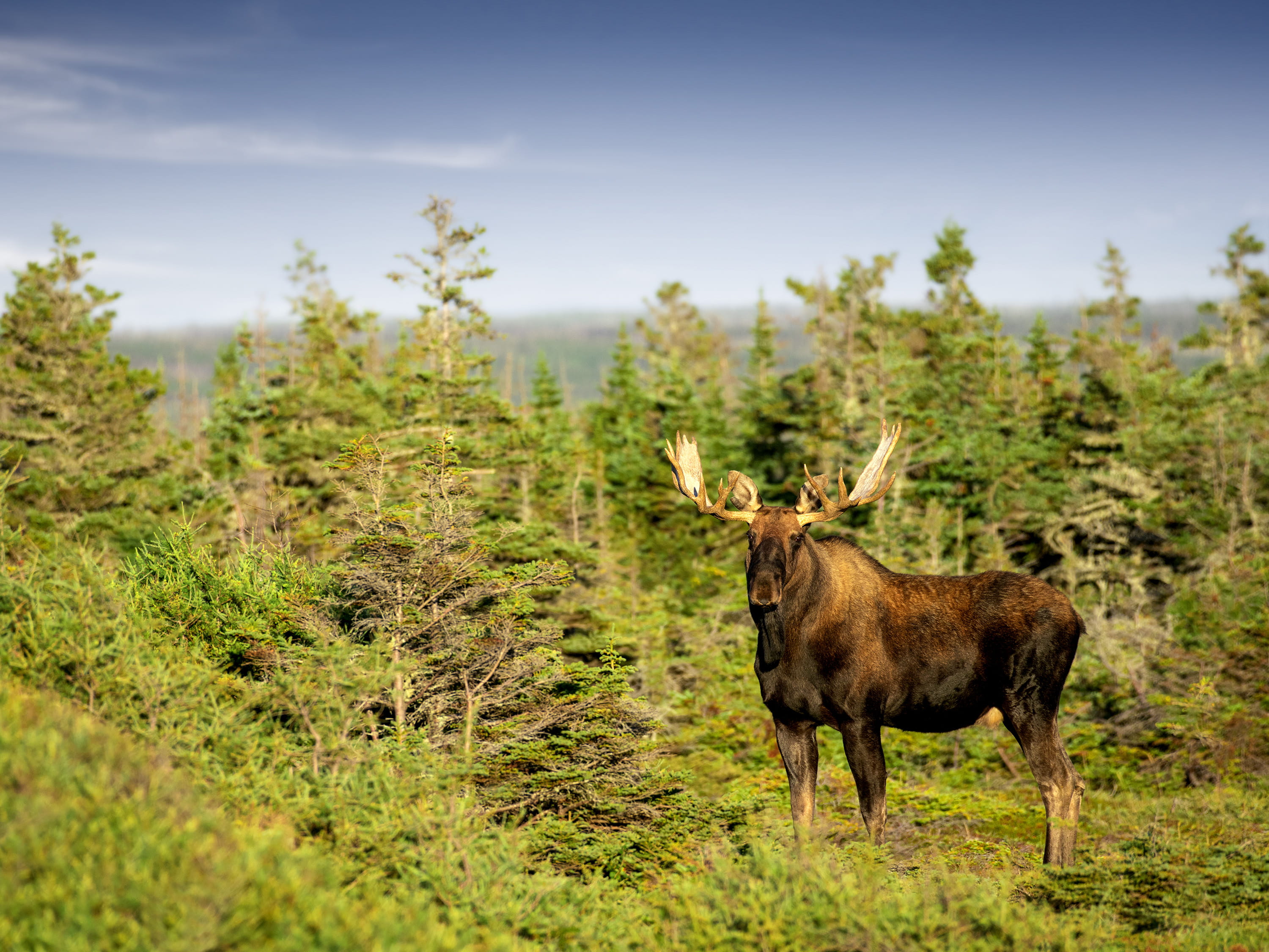 Moose - Newfoundland and Labrador, Canada